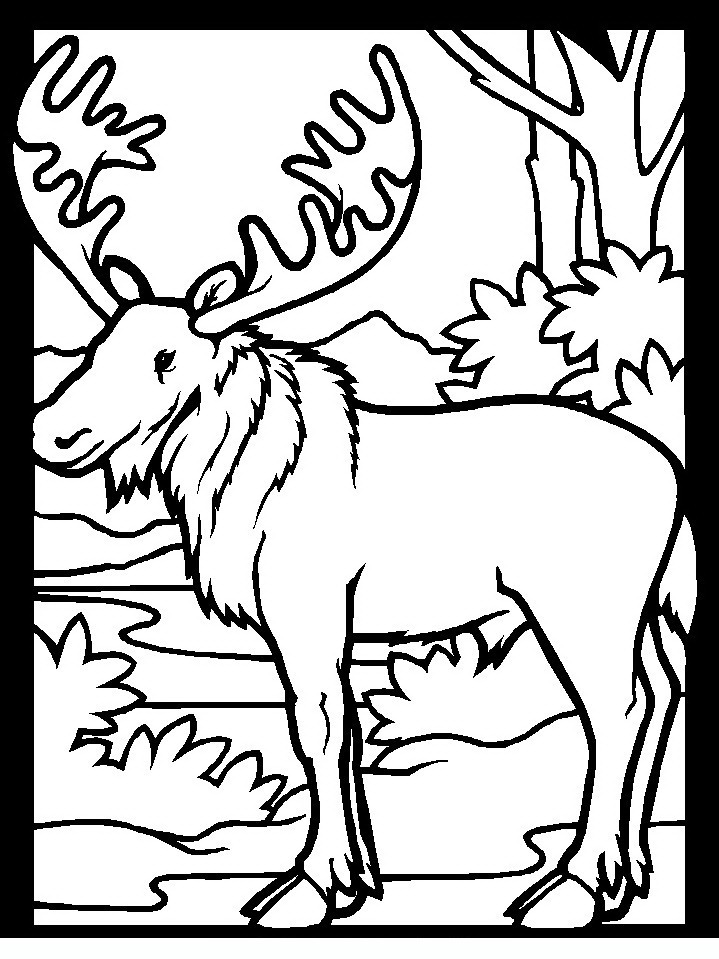 color-moose1 Adult coloring pages