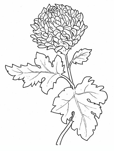 Chrysanthemum Flowers coloring pages