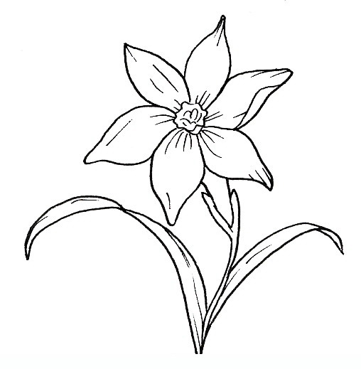 daffodil flower coloring pages - photo #10