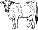 coloring_pages/animals_farm/cow_9.JPG