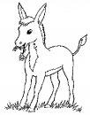 coloring_pages/animals_farm/donkey.jpg