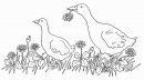 coloring_pages/animals_farm/geese.jpg