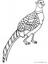 coloring_pages/animals_farm/pheasant.JPG