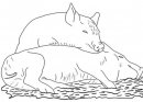 coloring_pages/animals_farm/pigs.jpg