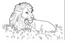 coloring_pages/animals_of_the_savanna/lion.JPG