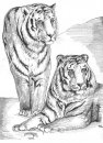 coloring_pages/animals_of_the_savanna/tigers.JPG