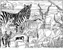 coloring_pages/animals_of_the_savanna/zebra.JPG