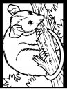 coloring_pages/animals_of_the_wood/color-possum.JPG