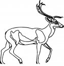 coloring_pages/animals_of_the_wood/deer.JPG