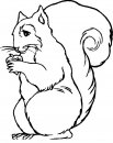 coloring_pages/animals_of_the_wood/squirrel.JPG