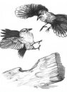 coloring_pages/birds/birds_11.JPG