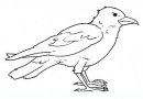 BIRDS COLORING PAGES