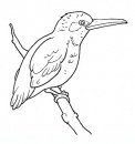 coloring_pages/birds/birds_30.JPG