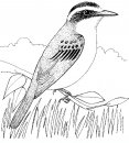 coloring_pages/birds/birds_4.JPG