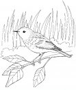 coloring_pages/birds/birds_8.JPG