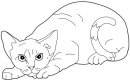 coloring_pages/cats/Le_Devon-Rex.jpg