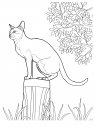 coloring_pages/cats/cat_12.jpg