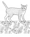 coloring_pages/cats/cat_25.jpg