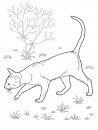 coloring_pages/cats/cat_31.jpg