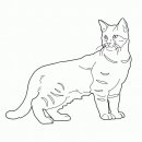 coloring_pages/cats/cat_34.jpg
