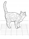 coloring_pages/cats/cat_35.jpg
