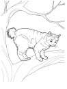 coloring_pages/cats/cat_8.jpg