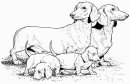 coloring_pages/dog/dachshund.jpg