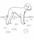 coloring_pages/dog/dog_coloring_pages_32.jpg