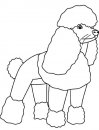 coloring_pages/dog/poodle.jpg