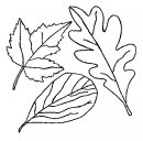 coloring_pages/fall/leaves.jpg
