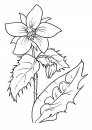coloring_pages/flowers/flowers_01.JPG