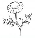 coloring_pages/flowers/flowers_03.JPG