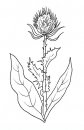 coloring_pages/flowers/flowers_04.JPG