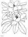 coloring_pages/flowers/flowers_20.JPG