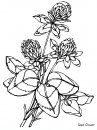 coloring_pages/flowers/flowers_24.JPG