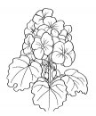 coloring_pages/flowers/flowers_30.JPG
