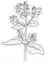 coloring_pages/flowers/flowers_39.JPG