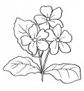 coloring_pages/flowers/flowers_42.JPG