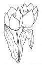 coloring_pages/flowers/flowers_48.JPG
