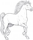 coloring_pages/horses/horses_1.jpg