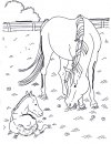 coloring_pages/horses/horses_13.jpg