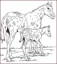 coloring_pages/horses/horses_50.jpg