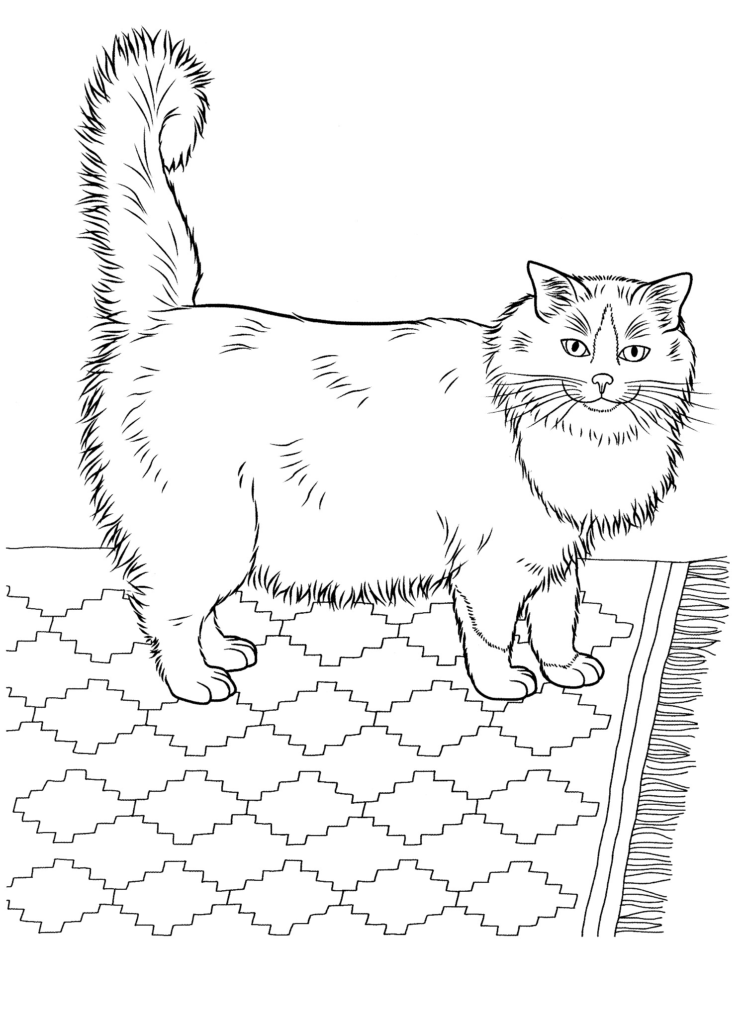 cats_ 17 Cats coloring pages for teens and adults