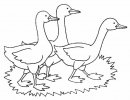 coloring_pages/animals_farm/geese_4.jpg