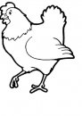 coloring_pages/animals_farm/hen.jpg