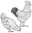 coloring_pages/animals_farm/hens.jpg