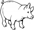 coloring_pages/animals_farm/pig.jpg