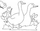 coloring_pages/animals_farm/white_geese.jpg