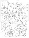 coloring_pages/animals_of_the_savanna/cangooru.JPG