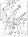 coloring_pages/animals_of_the_savanna/giraffes.JPG